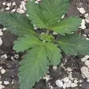 Candy Auto