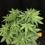 White LSD Auto
