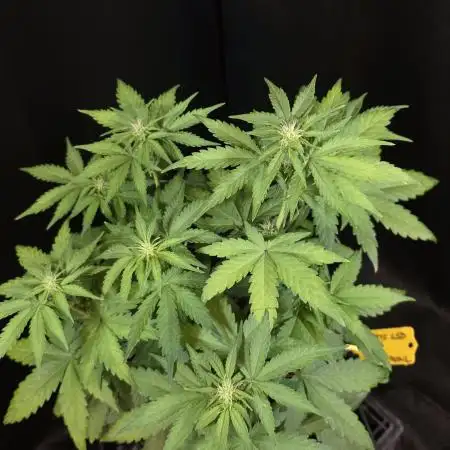 White LSD Auto