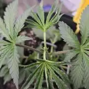 Straw-Trop Cherry Strng Seeds