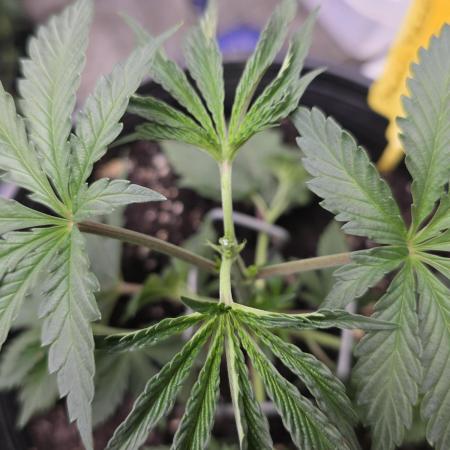 Straw-Trop Cherry Strng Seeds