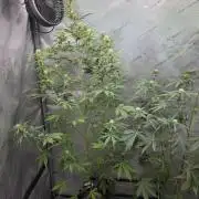 Sunset Sherbet auto