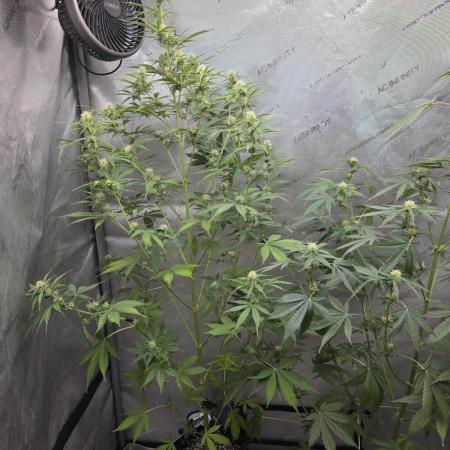 Sunset Sherbet auto