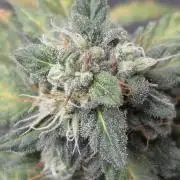 Black Cherry Punch auto -Pyramid Seeds