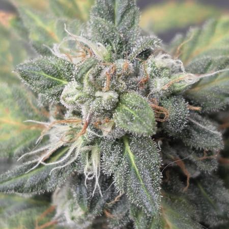 Black Cherry Punch auto -Pyramid Seeds