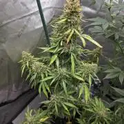 White Widow X Crystal Meth Outside 2026