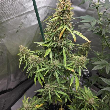 White Widow X Crystal Meth Outside 2026