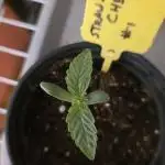 Straw-Trop Cherry Strng Seeds