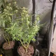 Straw-Trop Cherry Strng Seeds