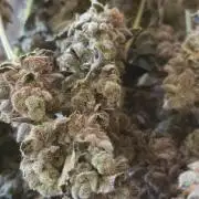 Strawberry Cadillac-Strng Seeds