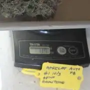 Apricot Auto-Fast Buds