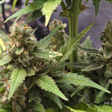 Whorled Phyllotaxy-Hawaiian Snow auto