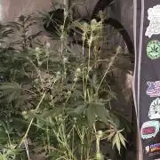 Straw-Trop Cherry Strng Seeds