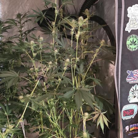 Straw-Trop Cherry Strng Seeds