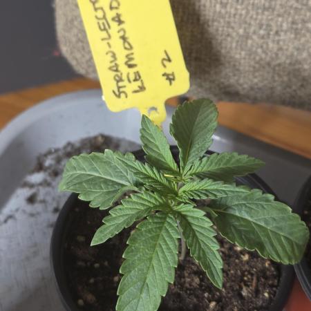 Straw-Lectric Lemonade Strng Seeds