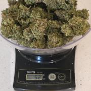 Amnesia auto Outside 2026 SeedSupreme
