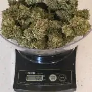 Amnesia auto Outside 2026 SeedSupreme