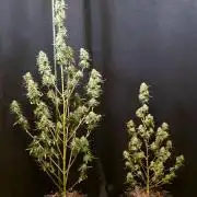 Apricot Auto-Fast Buds