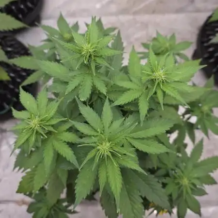 Fat Bastard Auto