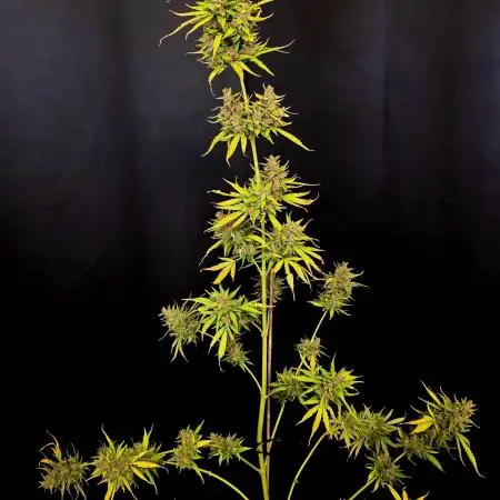 Purple Hulk Auto