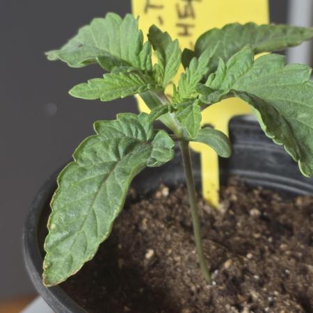 Straw-Trop Cherry Strng Seeds