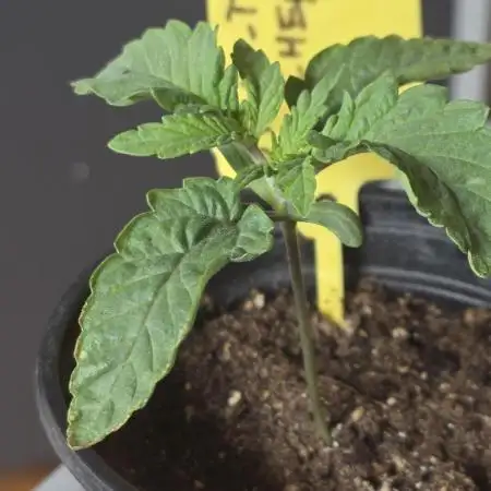 Straw-Trop Cherry Strng Seeds