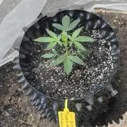 White Widow X Crystal Meth Outside 2026