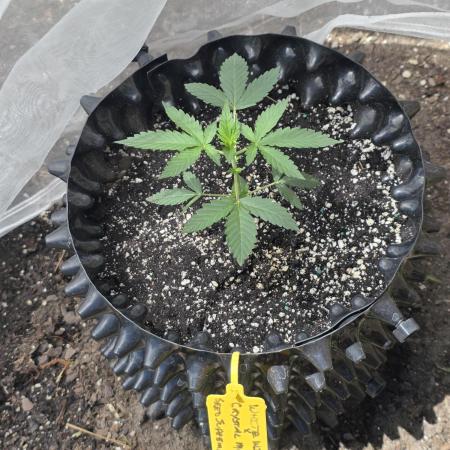 White Widow X Crystal Meth Outside 2026