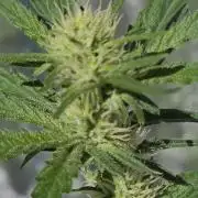 Wedding Cake auto  2026 Outside Grow