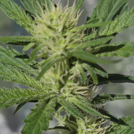 Wedding Cake auto 2026 Outside Grow