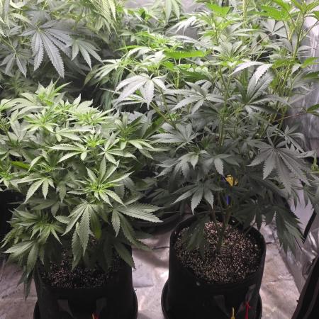 Straw-Trop Cherry Strng Seeds