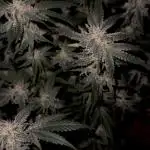 Mousse Berry by threes genetics