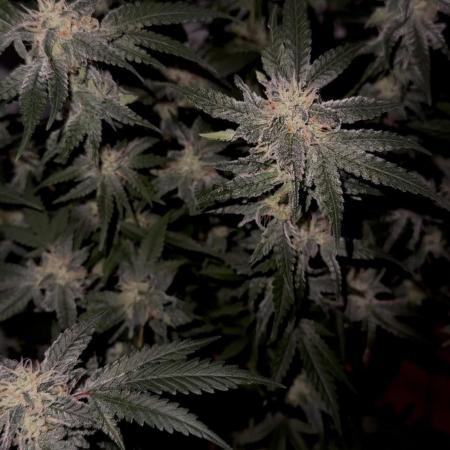 Mousse Berry by threes genetics