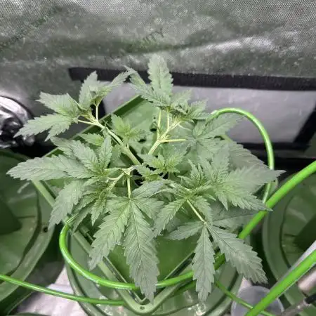 Granddaddy Purple photo