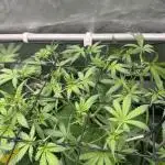 Granddaddy Purple photo