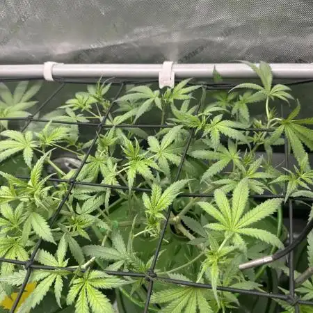 Granddaddy Purple photo