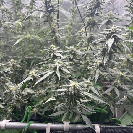 Granddaddy Purple photo