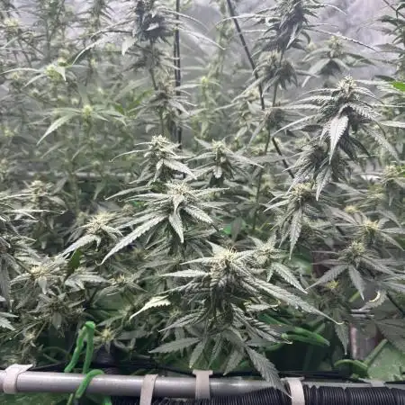 Granddaddy Purple photo