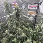 Granddaddy Purple photo