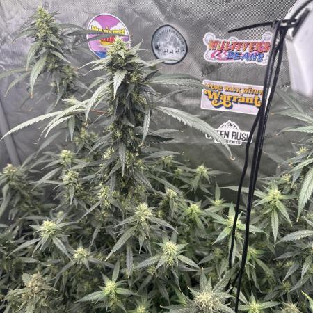 Granddaddy Purple photo