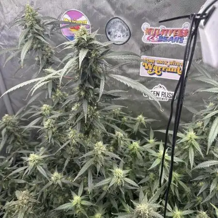 Granddaddy Purple photo