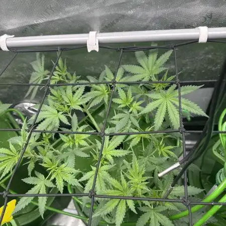 Granddaddy Purple photo