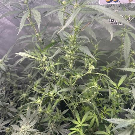 Granddaddy Purple photo