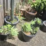 Cookies x Sour Apple