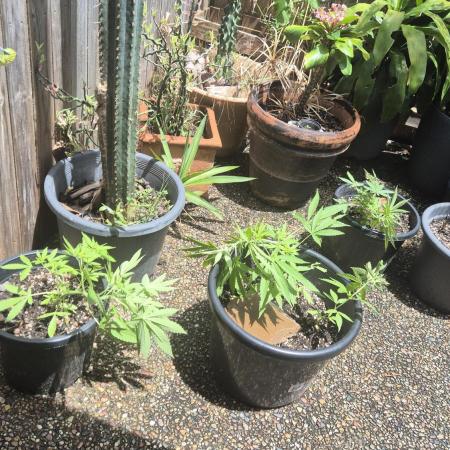 Cookies x Sour Apple