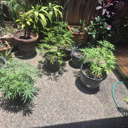 Cookies x Sour Apple