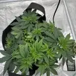 Apricot Oreoz LST + SCROG