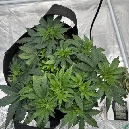 Apricot Oreoz LST + SCROG