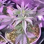 AK Indoor Organic Grow