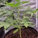 Pinapple express 